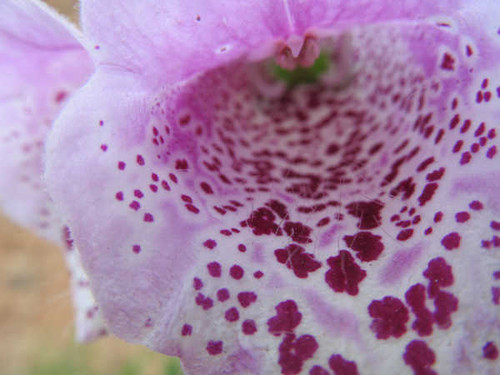 Jual Poster Flowers Flower 824APC