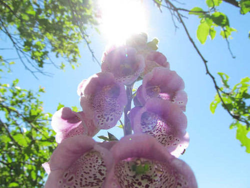 Jual Poster Flowers Flower 835APC