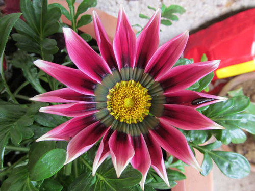 Jual Poster Flowers Flower 838APC