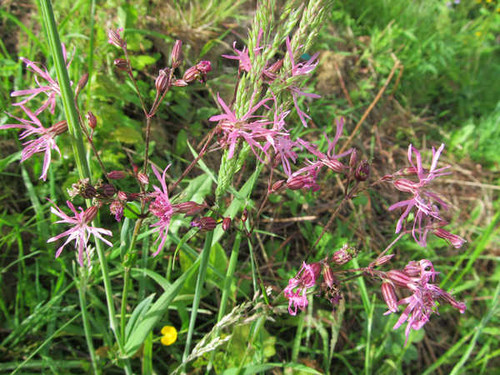 Jual Poster Flowers Flower 839APC