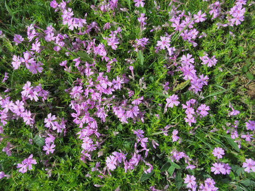 Jual Poster Flowers Flower 851APC