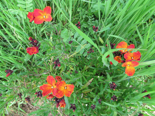 Jual Poster Flowers Flower 855APC