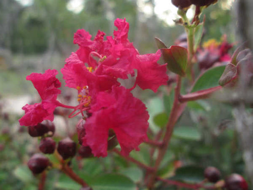 Jual Poster Flowers Flower 857APC