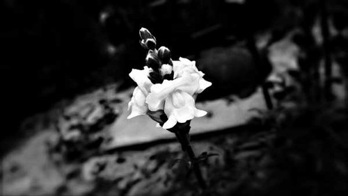 Jual Poster Flowers Flower 865APC