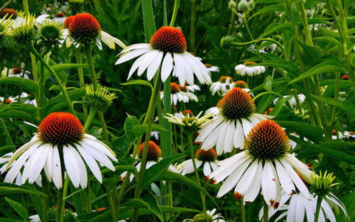 Jual Poster Flowers Flower 869APC