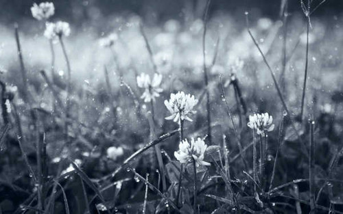 Jual Poster Flowers Flower 873APC