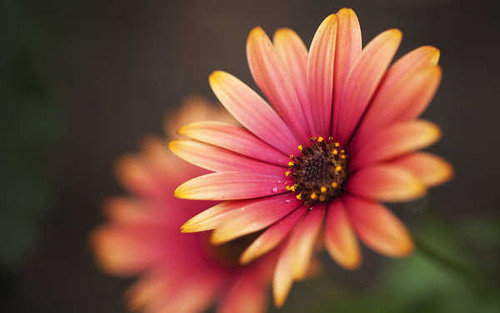 Jual Poster Flowers Flower 880APC