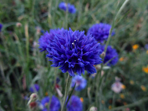 Jual Poster Flowers Flower 889APC