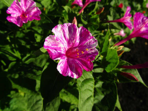 Jual Poster Flowers Flower 894APC