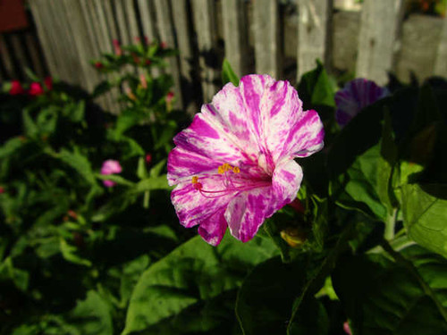 Jual Poster Flowers Flower 906APC