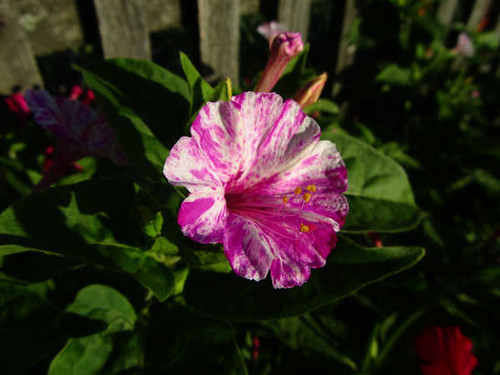 Jual Poster Flowers Flower 908APC