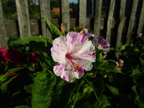 Jual Poster Flowers Flower 909APC