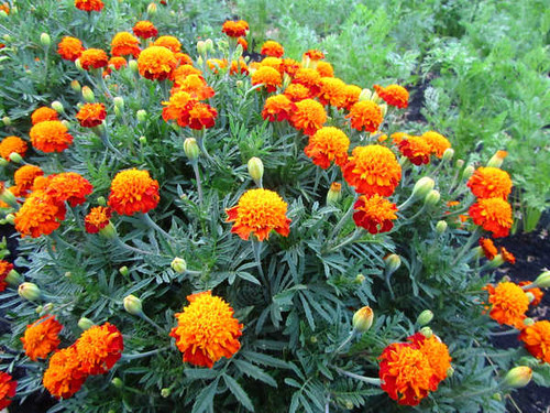 Jual Poster Flowers Flower 914APC