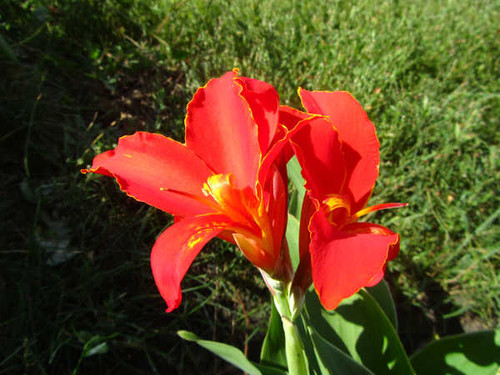 Jual Poster Flowers Flower 915APC