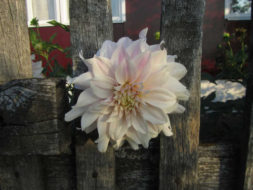 Jual Poster Flowers Flower 917APC