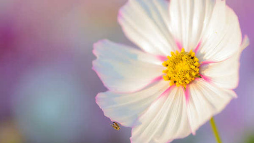 Jual Poster Flowers Flower 918APC