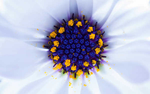 Jual Poster Flowers Flower 919APC