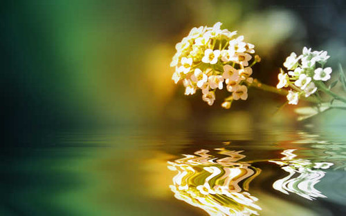 Jual Poster Flowers Flower 930APC