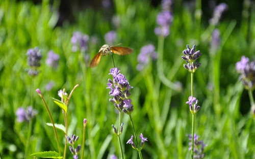 Jual Poster Flowers Flower 941APC