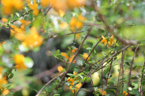 Jual Poster Flowers Flower 944APC