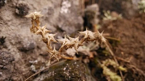 Jual Poster Flowers Flower 949APC