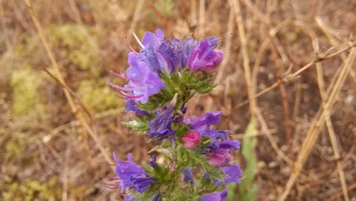 Jual Poster Flowers Flower 952APC