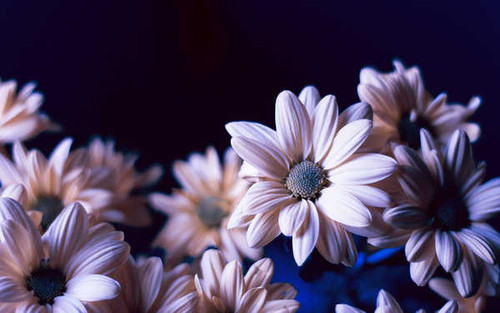 Jual Poster Flowers Flower 959APC