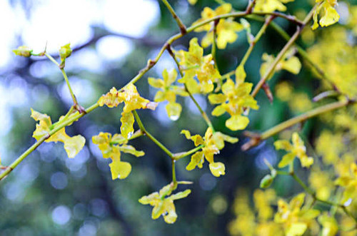 Jual Poster Flowers Flower 967APC