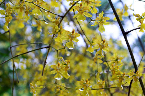 Jual Poster Flowers Flower 968APC