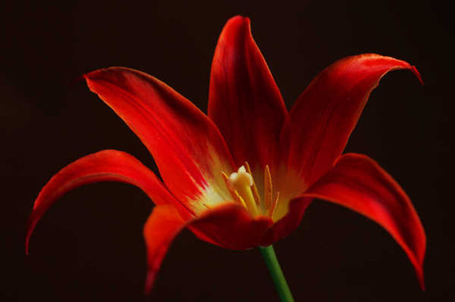 Jual Poster Flowers Flower 970APC