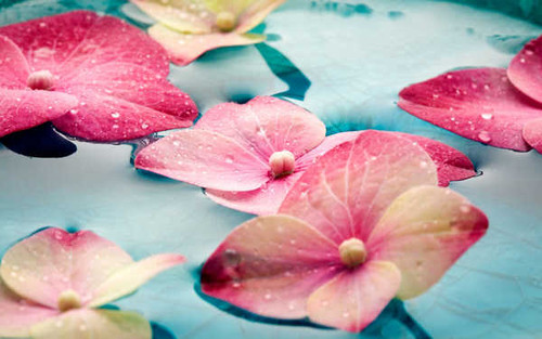 Jual Poster Flowers Flower 973APC