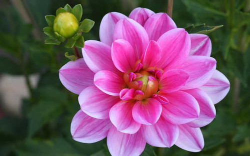 Jual Poster Flowers Flower 974APC