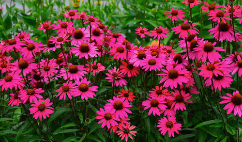 Jual Poster Flowers Flower 979APC