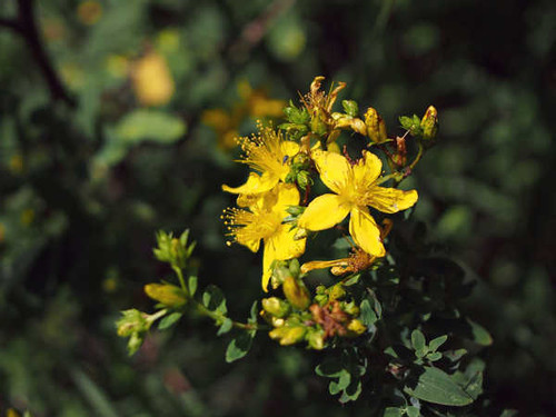 Jual Poster Flowers Flower 983APC