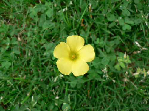 Jual Poster Flowers Flower 984APC