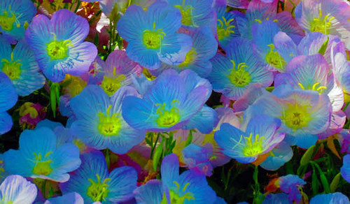 Jual Poster Flowers Flower 988APC