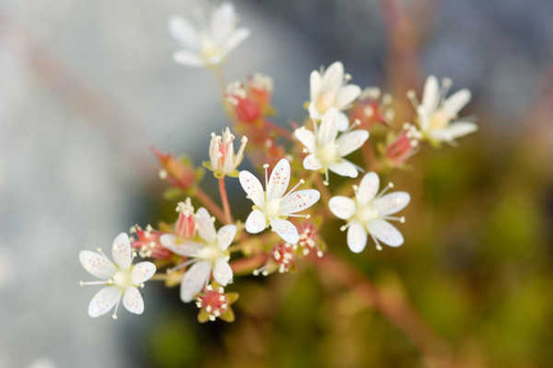 Jual Poster Flowers Flower 989APC