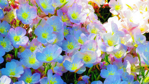 Jual Poster Flowers Flower 994APC