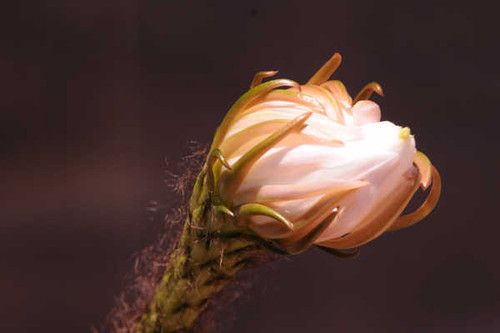 Jual Poster Flowers Flower 1011APC