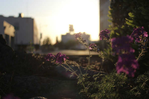 Jual Poster Flowers Flower 1016APC