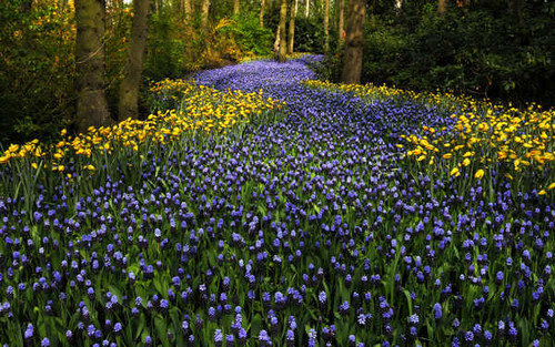 Jual Poster Flowers Flower 1043APC