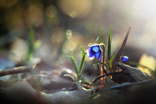 Jual Poster Flowers Flower 1124APC