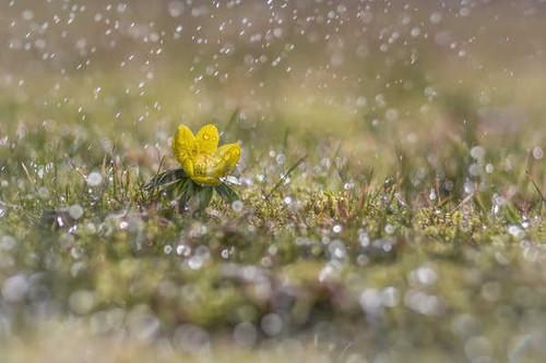 Jual Poster Flowers Flower 1126APC