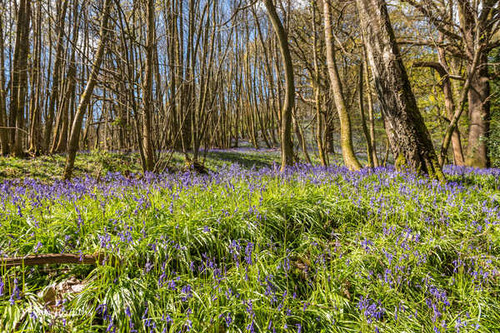 Jual Poster Flowers Flower 1134APC