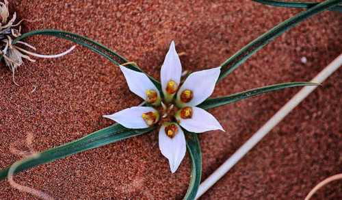 Jual Poster Flowers Flower 1135APC