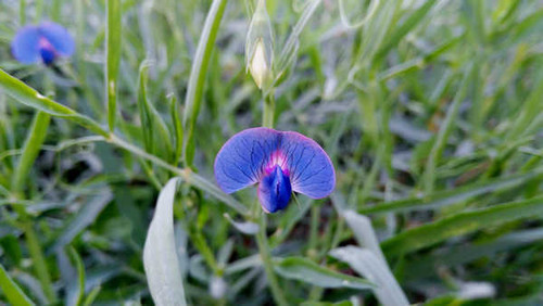 Jual Poster Flowers Flower 1138APC