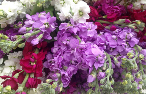 Jual Poster Flowers Flower 1143APC