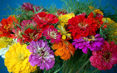 Jual Poster Flowers Flower 1147APC