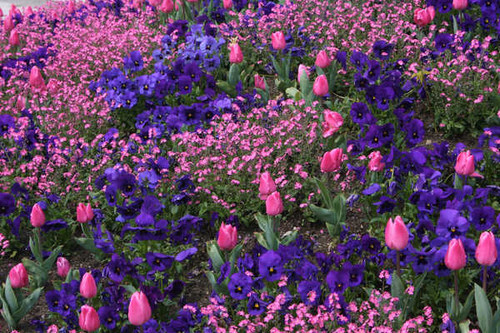 Jual Poster Flowers Flower 1163APC