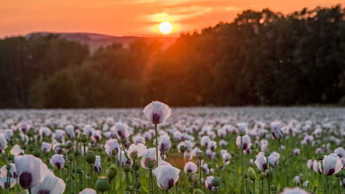 Jual Poster Flowers Flower 1171APC